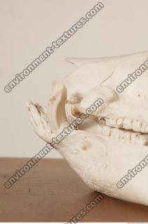 photo reference of skull 0033